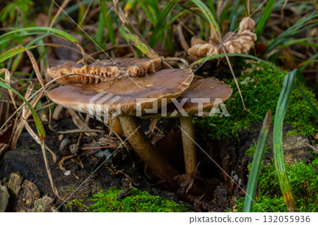 Exploring Neofavolus alveolaris and Psathyrella mushrooms growing on a decaying log surrounded by green grass in a forest setting 132055936