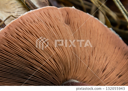 Close-up view of mushroom gills, linear patterns in soft creamy tones, copy space Close-up view of mushroom gills, linear patterns in soft creamy tones, copy space 132055943