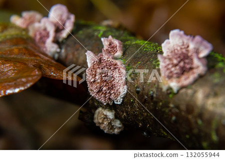 Fascinating display of Parmelia sulcata and Xylodon fungi growing on a damp tree branch in a lush forest ecosystem during the early morning hours 132055944