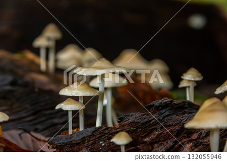 Mushrooms grow on decaying wood during a humid afternoon in a forest setting 132055946