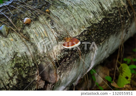 Fomitopsis pinicola, is a stem decay fungus common on softwood and hardwood trees. Its conk fruit body is known as the red-belted conk. The species is common throughout temperate Europe and Asia 132055951