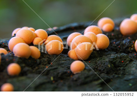 Lycogala epidendrum, commonly known as wolf's milk slime mold, clusters on decaying wood in a forest setting during the humid months of summer 132055952