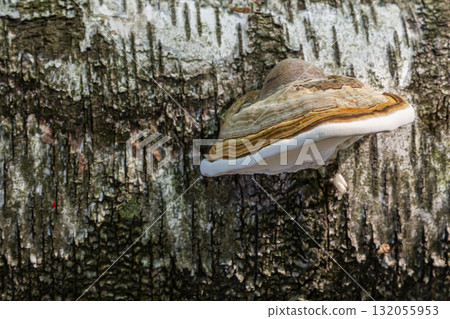 Fomitopsis pinicola, is a stem decay fungus common on softwood and hardwood trees. Its conk fruit body is known as the red-belted conk. The species is common throughout temperate Europe and Asia Fomitopsis pinicola, is a stem decay fungus common on softwood and hardwood trees. Its conk fruit body is known as the red-belted conk. The species is common throughout temperate Europe and Asia 132055953