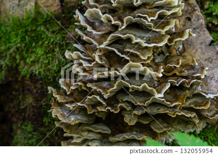 Unique stacked formations of Psathyrella and Hymenochaete rubiginosa fungi found on a forest tree trunk in humid conditions during early autumn Unique stacked formations of Psathyrella and Hymenochaete rubiginosa fungi found on a forest tree trunk in humid conditions during early autumn 132055954