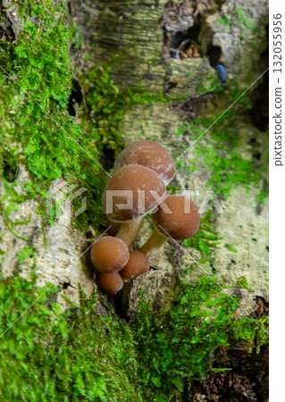 Mushrooms flourish on a decaying log in a forest setting during a humid afternoon, showcasing the beauty of Psathyrella species Mushrooms flourish on a decaying log in a forest setting during a humid afternoon, showcasing the beauty of Psathyrella species 132055956