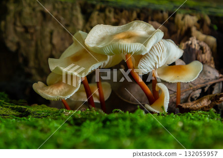 Close-up view of Cortinarius rubellus and Gymnopus mushrooms growing on moss-covered forest floor during autumn season Close-up view of Cortinarius rubellus and Gymnopus mushrooms growing on moss-covered forest floor during autumn season 132055957