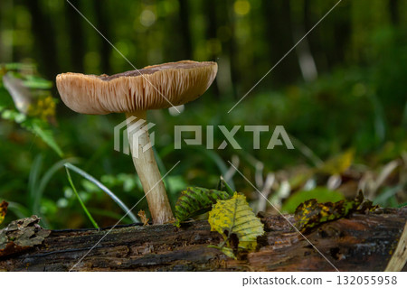 Unique displaying of Amanita citrina and Pluteus atricapillus mushrooms growing on a log in a lush forest during autumn 132055958