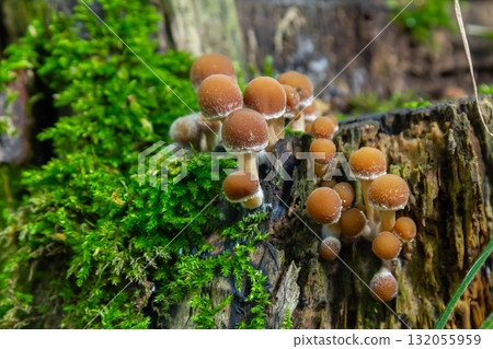 Mushrooms growing on decaying wood in a lush forest environment during early autumn 132055959