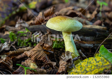 Yellow mushroom growing among fallen leaves and decaying wood in a forest during autumn 132055960