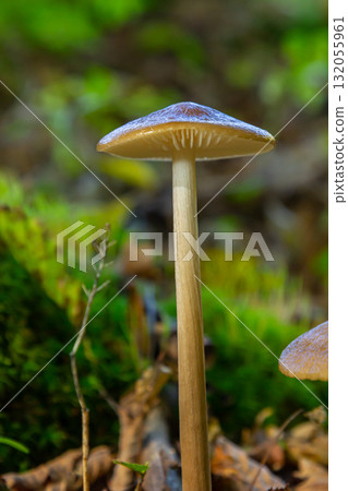 Oudemansiella radicata mushroom growing in the forest under soft sunlight during early autumn 132055961