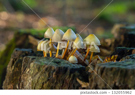 A variety of mushrooms are currently growing on a tree stump A variety of mushrooms are currently growing on a tree stump 132055962