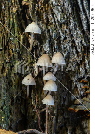 Cluster of Psathyrella mushrooms growing on decaying wood under soft lighting in a forest setting Cluster of Psathyrella mushrooms growing on decaying wood under soft lighting in a forest setting 132055963