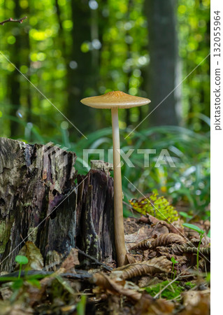 Oudemansiella radicata mushroom grows from a decaying stump in a vibrant green forest during summer 132055964