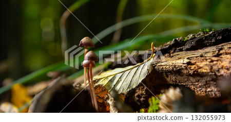 Discovering Mycena galericulata growing among fallen leaves and decaying wood in a serene forest environment during autumn Discovering Mycena galericulata growing among fallen leaves and decaying wood in a serene forest environment during autumn 132055973