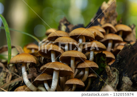 The Conifer Tuft specialises on coniferous dead wood. The stipes are often bent and they grow in tight clumps. The parasol flattens as they grow The Conifer Tuft specialises on coniferous dead wood. The stipes are often bent and they grow in tight clumps. The parasol flattens as they grow 132055974
