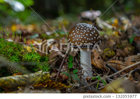 The Amanita pantherina, or the Panther Cap, a beautiful and iconic mushroom. A muted relative of the Amanita muscaria or fly agaric, its cap features a bold pattern The Amanita pantherina, or the Panther Cap, a beautiful and iconic mushroom. A muted relative of the Amanita muscaria or fly agaric, its cap features a bold pattern 132055977