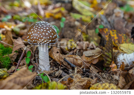 The Amanita pantherina, or the Panther Cap, a beautiful and iconic mushroom. A muted relative of the Amanita muscaria or fly agaric, its cap features a bold pattern The Amanita pantherina, or the Panther Cap, a beautiful and iconic mushroom. A muted relative of the Amanita muscaria or fly agaric, its cap features a bold pattern 132055978