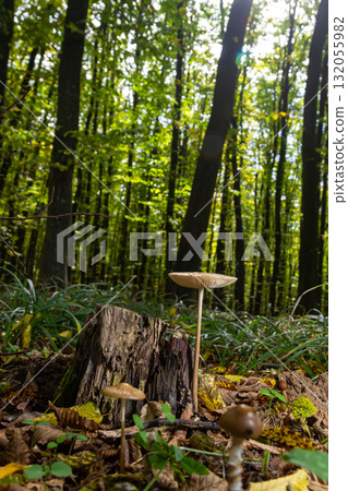 Mushroom Oudemansiella radicata growing on a tree stump in a lush green forest during sunlight 132055982