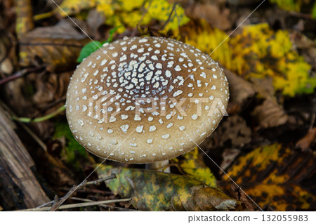 The Amanita pantherina, or the Panther Cap, a beautiful and iconic mushroom. A muted relative of the Amanita muscaria or fly agaric, its cap features a bold pattern 132055983