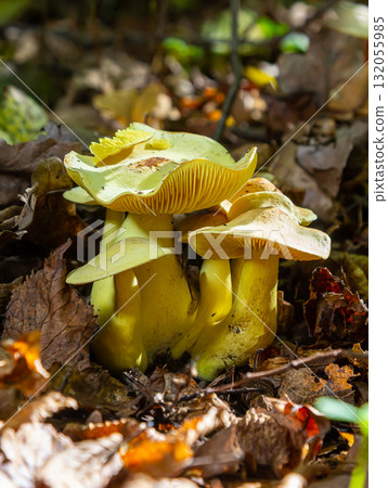 Unique collection of Amanita phalloides and Tricholoma sulphureum mushrooms found under leafy forest floor in autumn 132055985