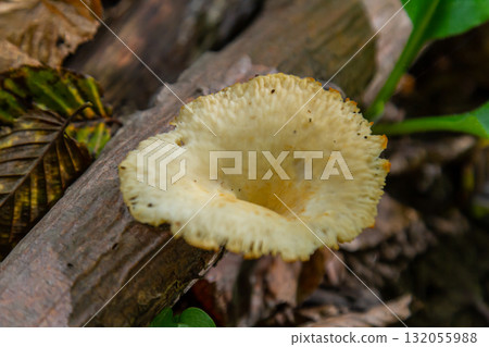 Unique view of Amanita phalloides and Neofavolus alveolaris in a forest setting during the summer season 132055988