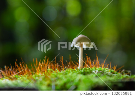 Fungal growth of Psathyrella and Mycena galericulata in a lush forest environment during the early morning hours Fungal growth of Psathyrella and Mycena galericulata in a lush forest environment during the early morning hours 132055991