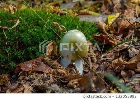 Unique appearance of Amanita phalloides mushrooms growing among grass and foliage in a natural woodland setting during autumn Unique appearance of Amanita phalloides mushrooms growing among grass and foliage in a natural woodland setting during autumn 132055992