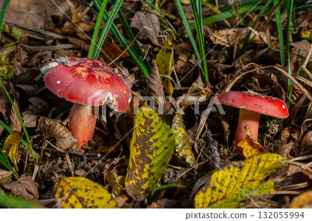 Russula rosea synonym Russula lepida, known as the rosy russula, is a north temperate, commonly found mushroom of the large brittlegill genus Russula 132055994