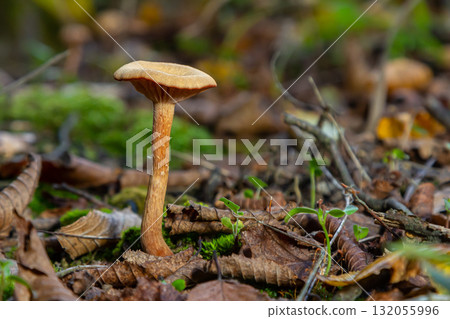 Unique mushroom species Amanita phalloides and Cortinarius rubellus growing among fallen leaves in a forest environment 132055996