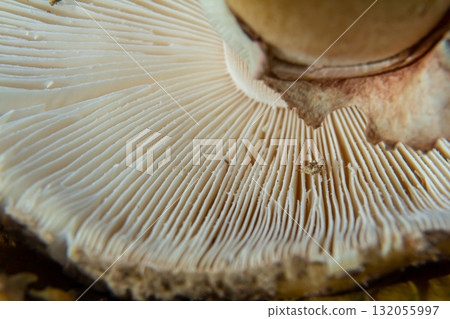 Close-up view of mushroom gills, linear patterns in soft creamy tones, copy space 132055997