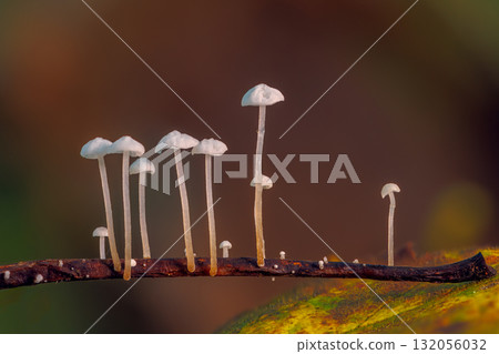 A tiny mushrooms with delicate caps grow on branch in lush forest environment 132056032