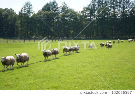 Sheep's March Sheep's March 132056597