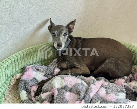 An elderly leftie is resting on a couch at home An elderly leftie is resting on a couch at home 132057387