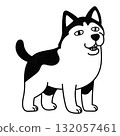 Cute husky dog standing with a surreal smile 132057461