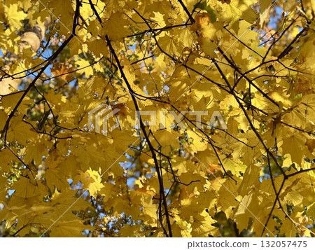 Golden autumn, yellow maple leaves Golden autumn, yellow maple leaves 132057475