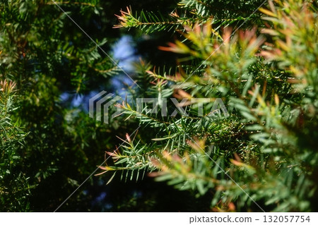 Melaleuca bracteata macro leaves small world Melaleuca bracteata macro leaves small world 132057754