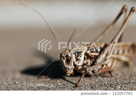 A close-up macro shot of a grasshopper on the ground. A close-up of the insect with a strong bokeh effect. A close-up macro shot of a grasshopper on the ground. A close-up of the insect with a strong bokeh effect. 132057761