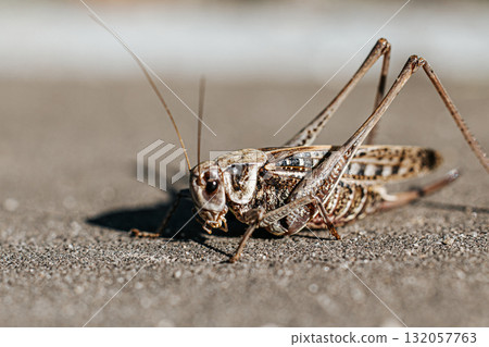 A close-up macro shot of a grasshopper on the ground. A close-up of the insect with a strong bokeh effect. A close-up macro shot of a grasshopper on the ground. A close-up of the insect with a strong bokeh effect. 132057763