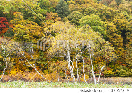 群馬縣片品村尾瀨原的紅葉 132057839