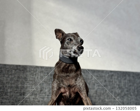 an elderly small Italian greyhound of gray color is sitting on the couch at home an elderly small Italian greyhound of gray color is sitting on the couch at home 132058005