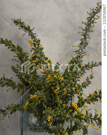 Sprigs of golden mimosa flowers in glass vase against gray wall copy space Sprigs of golden mimosa flowers in glass vase against gray wall copy space 132058067