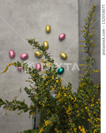 Chocolate easter eggs scattered around mimosa flowers for spring celebration copy space gray background Chocolate easter eggs scattered around mimosa flowers for spring celebration copy space gray background 132058075