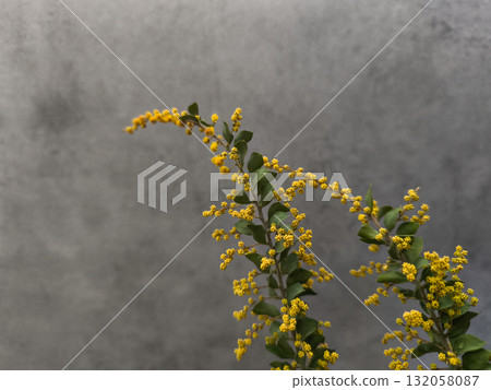 Sprig of mimosa flowers blooming on gray background copy space Sprig of mimosa flowers blooming on gray background copy space 132058087