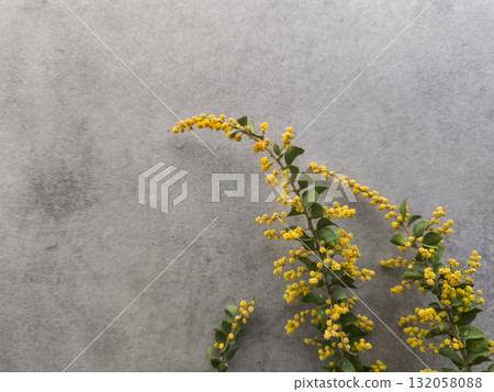 Mimosa flowers creating a spring atmosphere on gray background copy space Mimosa flowers creating a spring atmosphere on gray background copy space 132058088