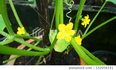 Vibrant Yellow Cucumber Flower with Tendrils and Green Vines Vibrant Yellow Cucumber Flower with Tendrils and Green Vines 132058141