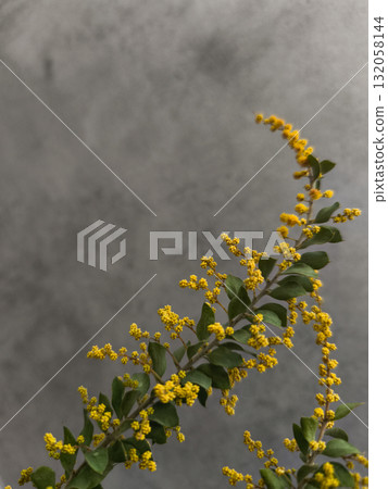Sprig of mimosa blooming on a gray background for easter celebration copy space Sprig of mimosa blooming on a gray background for easter celebration copy space 132058144