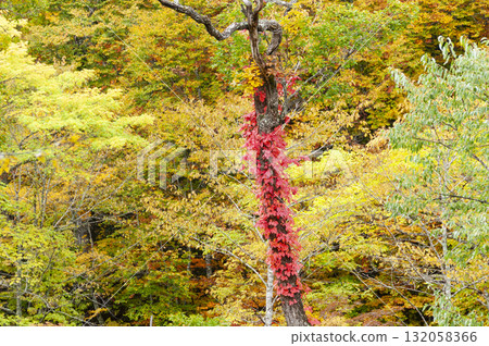 群馬縣片品村鳩町嶺登山道上看到的紅葉 132058366
