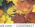 An autumn maple leaves background. Bright colorful autumn leaves backdrop. 132058427