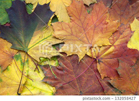 An autumn maple leaves background. Bright colorful autumn leaves backdrop. 132058427