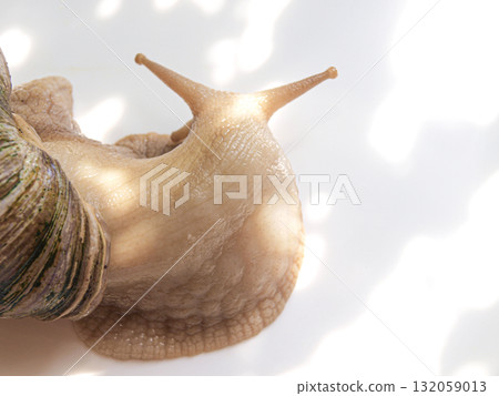 Akhatina snail on a white background 132059013